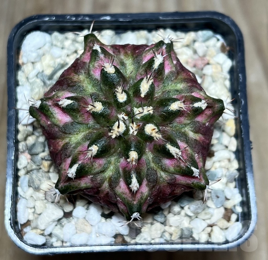 SHPR23388 Gymnocalycium mihanovichii ‘T-lux’, seedling - immagine 2