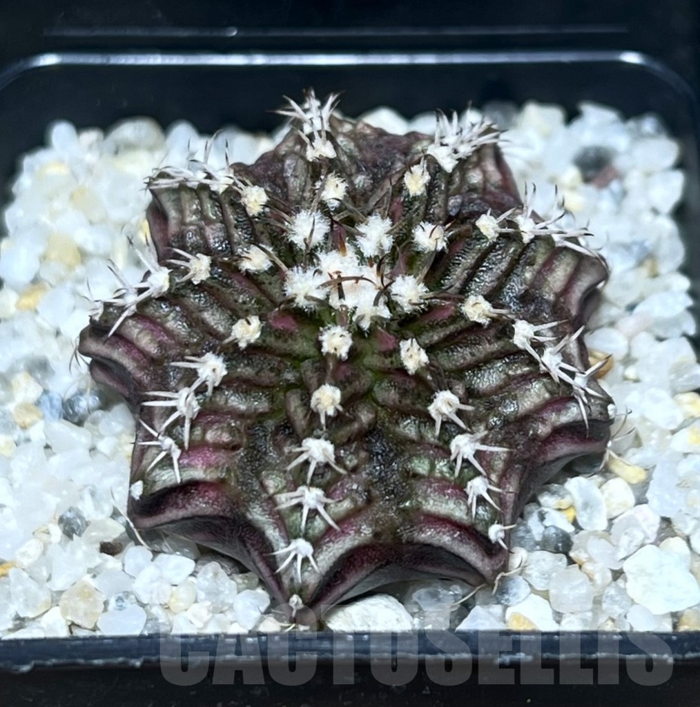 SHPR23389 Gymnocalycium mihanovichii ‘T-rex’ hybrid, seedling