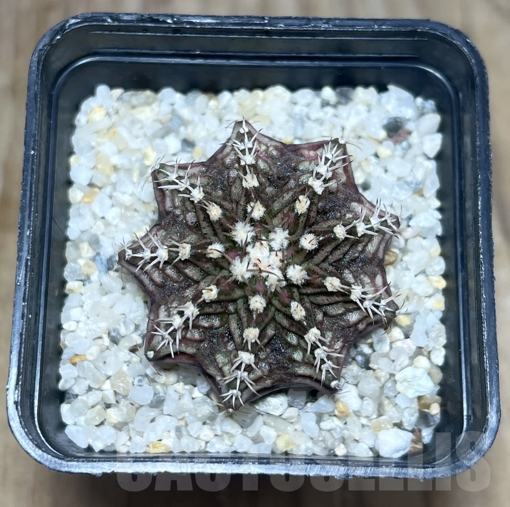SHPR23389 Gymnocalycium mihanovichii ‘T-rex’ hybrid, seedling - Image 2