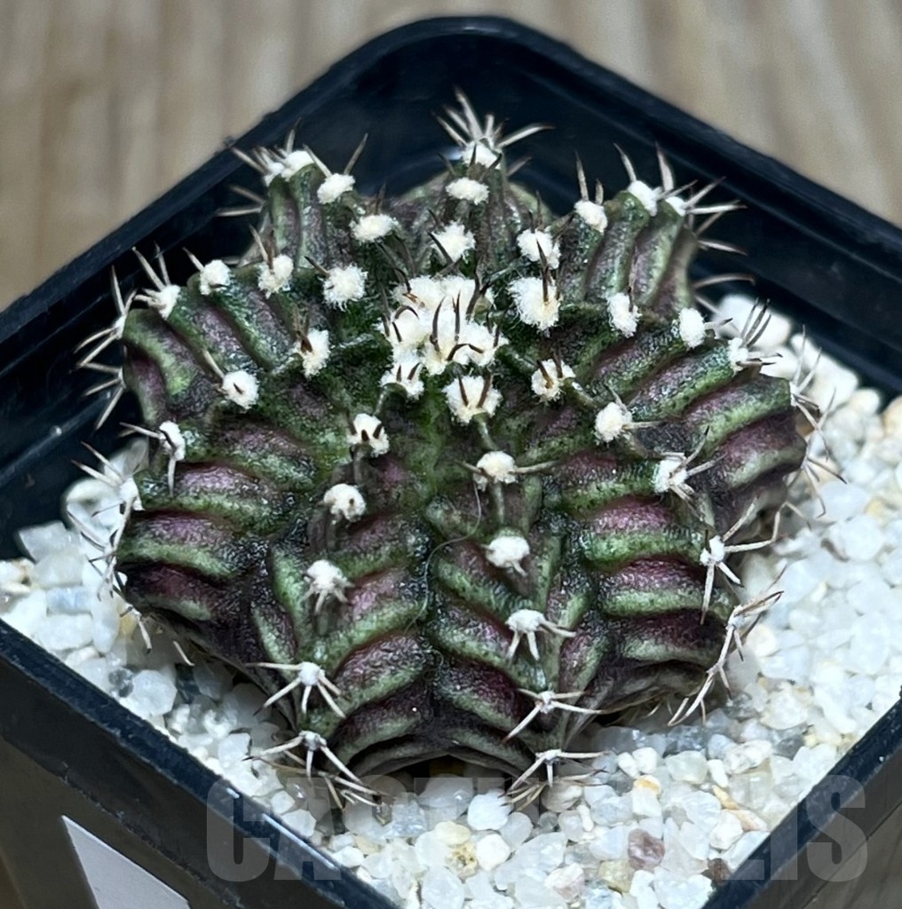 SHPR23390 Gymnocalycium mihanovichii ‘T-rex’ hybrid, seedling