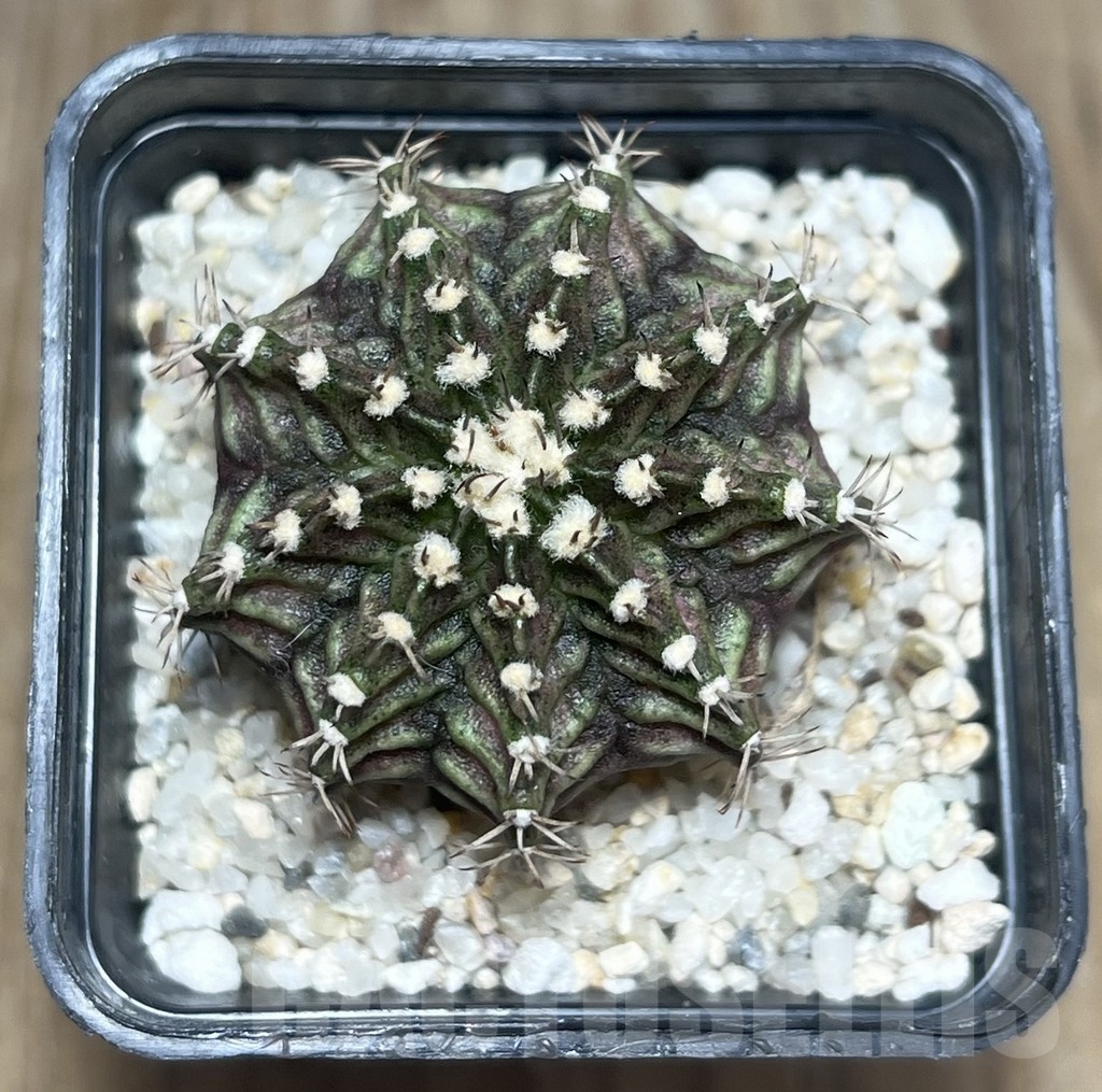 SHPR23390 Gymnocalycium mihanovichii ‘T-rex’ hybrid, seedling - Image 2