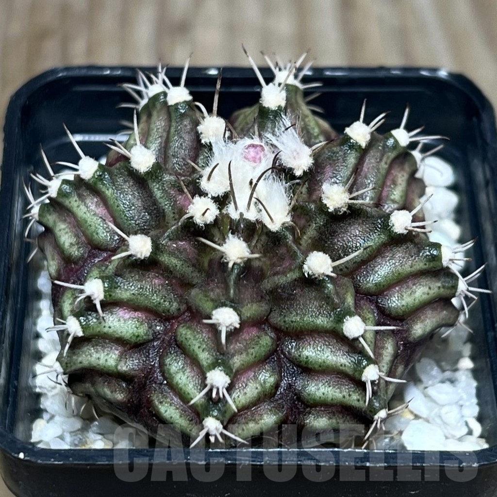 SHPR23391 Gymnocalycium mihanovichii ‘T-rex’ hybrid, seedling