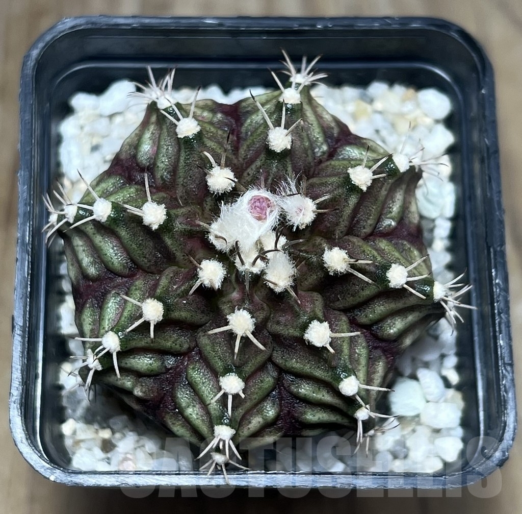 SHPR23391 Gymnocalycium mihanovichii ‘T-rex’ hybrid, seedling - Image 2