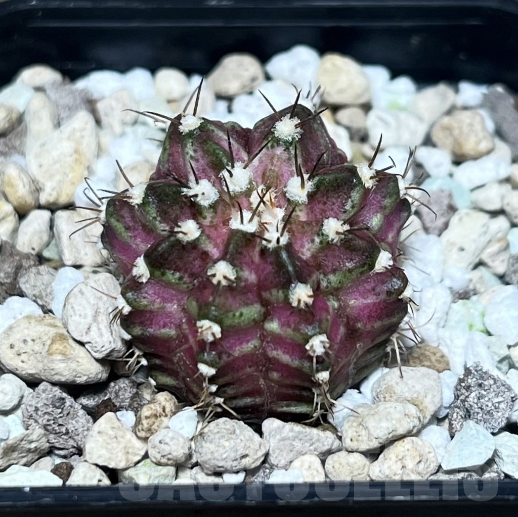 SHPR23392 Gymnocalycium mihanovichii ‘T-lux’ hybrid, seedling