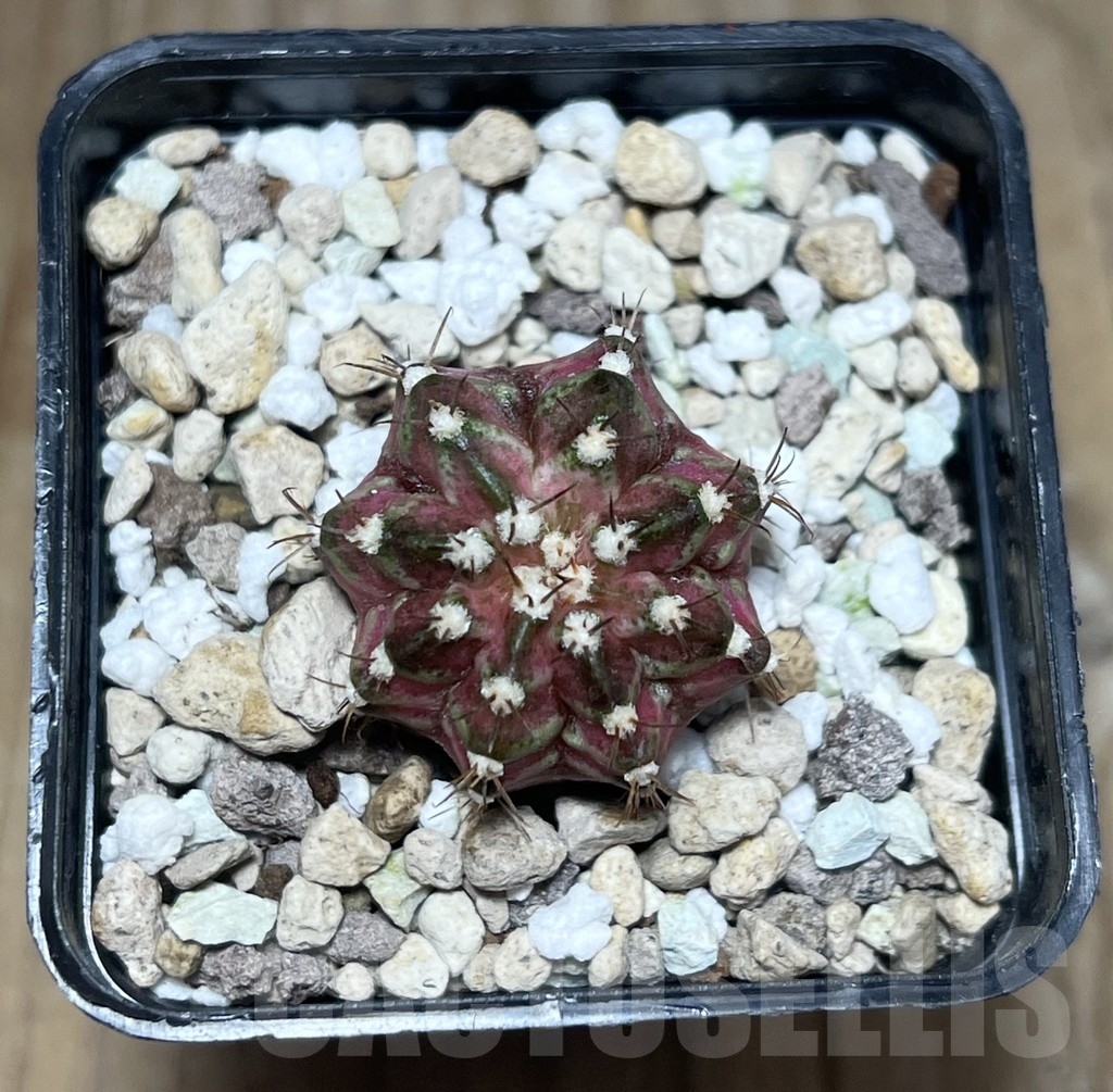 SHPR23392 Gymnocalycium mihanovichii ‘T-lux’ hybrid, seedling - immagine 2
