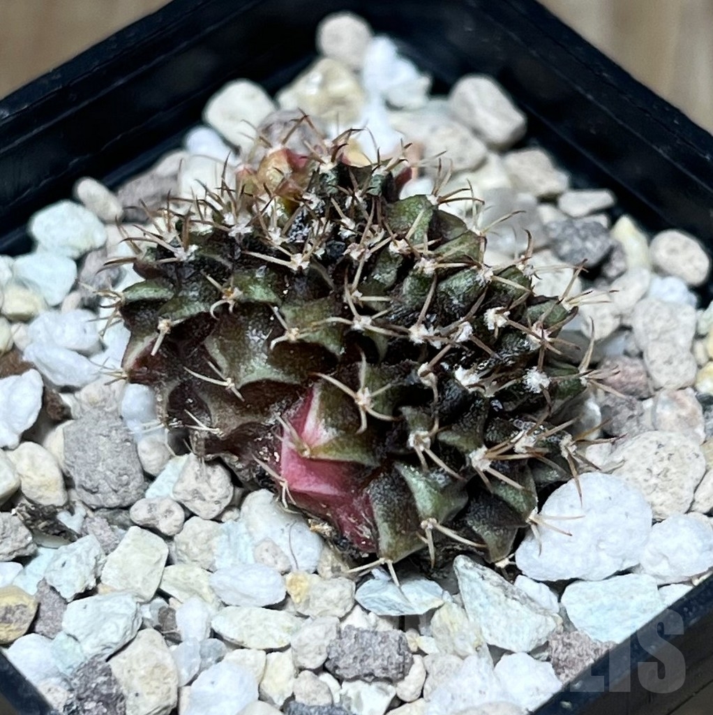 SHPR23393 Gymnocalycium mihanovichii f. variegata cristata - immagine 2