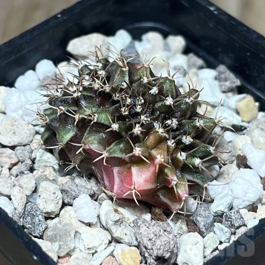 SHPR23393 Gymnocalycium mihanovichii f. variegata cristata