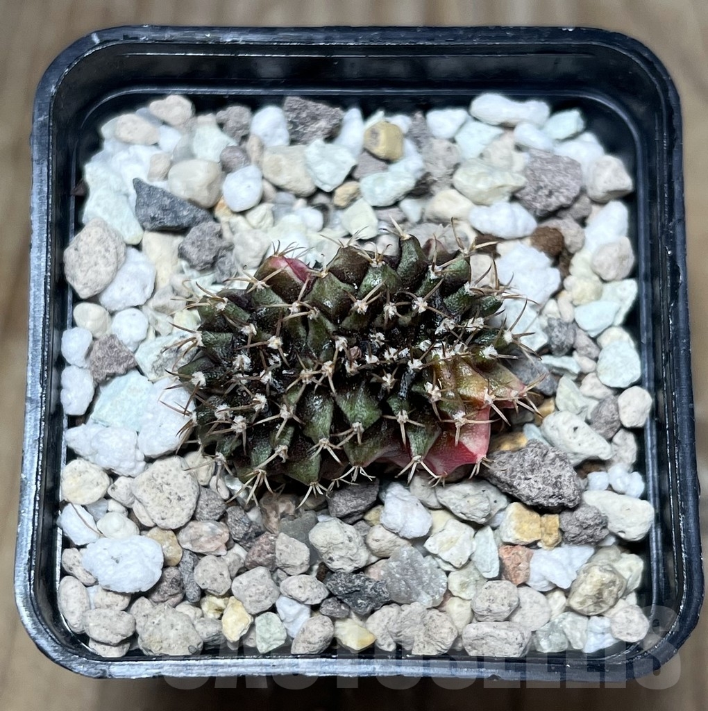 SHPR23393 Gymnocalycium mihanovichii f. variegata cristata - immagine 3