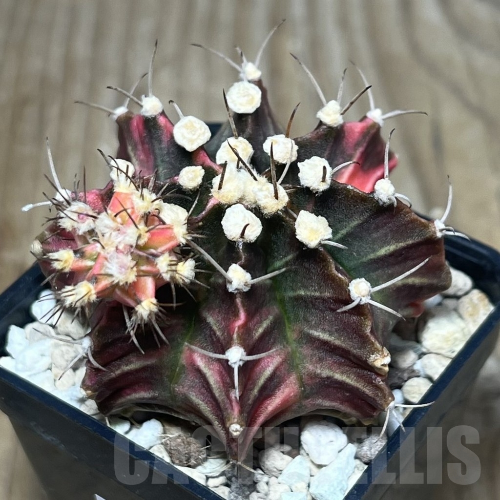 SHPR23395 Gymnocalycium friedrichii f. variegata, seedling