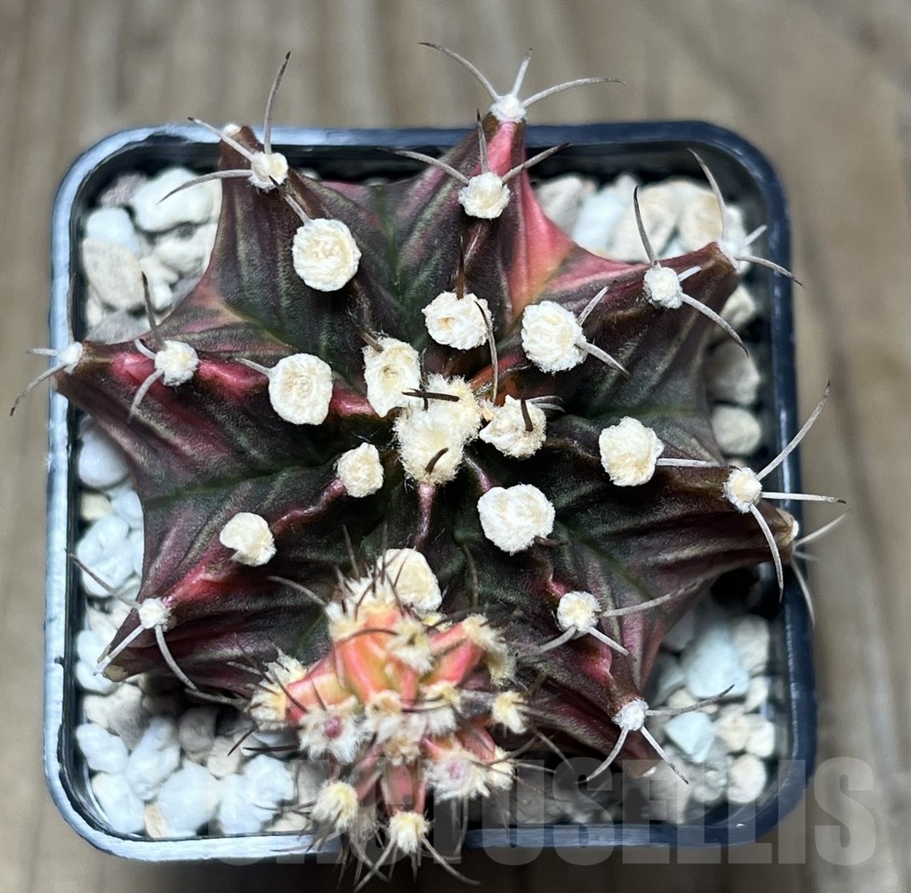SHPR23395 Gymnocalycium friedrichii f. variegata, seedling - immagine 2