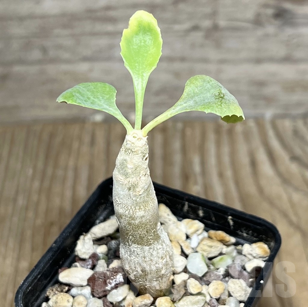 SHPR23429 Othonna cremnophila