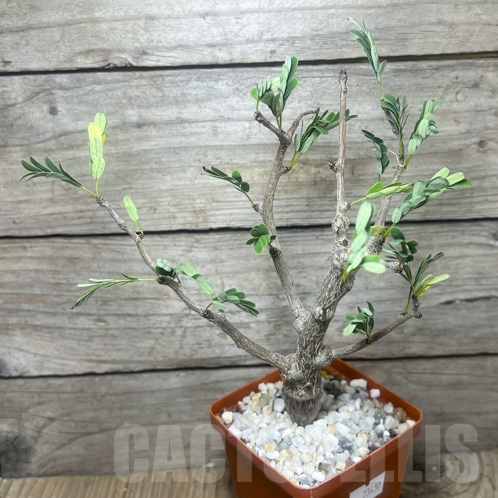 SHPR23430 Senna meridionalis - Image 2