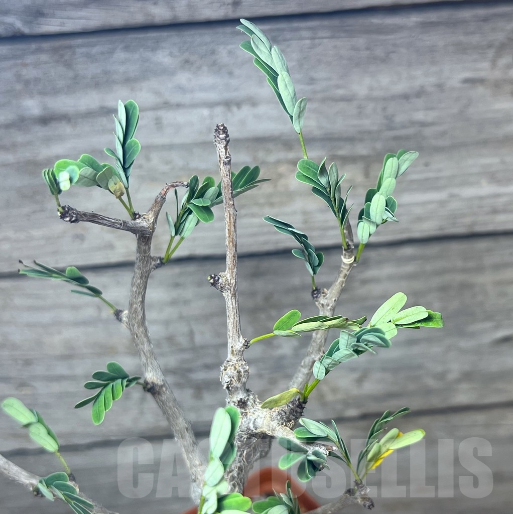 SHPR23430 Senna meridionalis