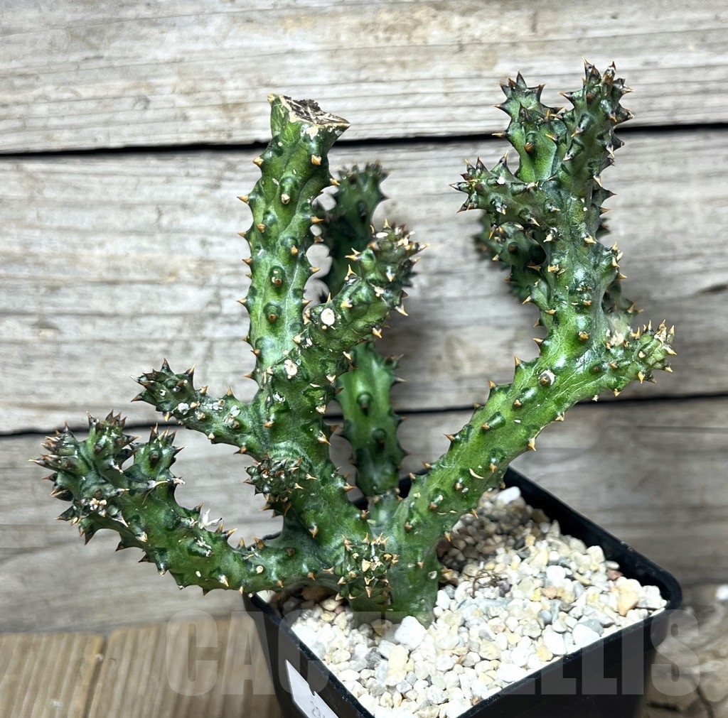 SHPR23433 Edithcolea grandis - Image 2