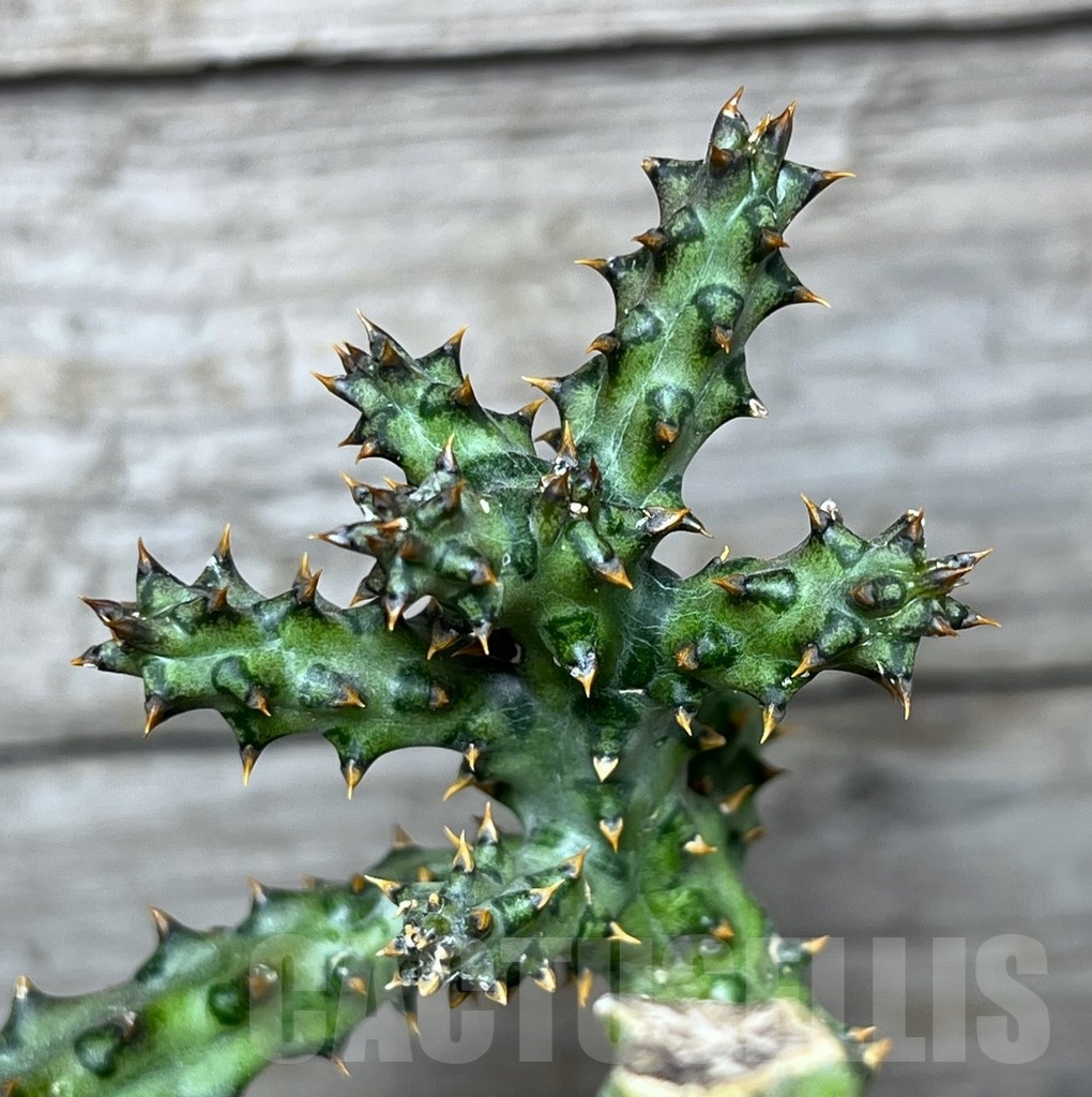 SHPR23433 Edithcolea grandis