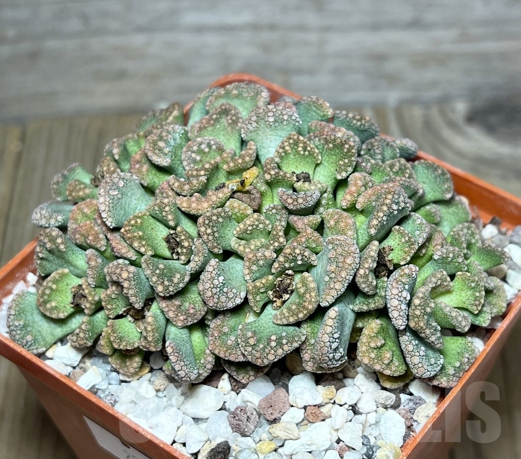SHPR23434 Titanopsis calcarea