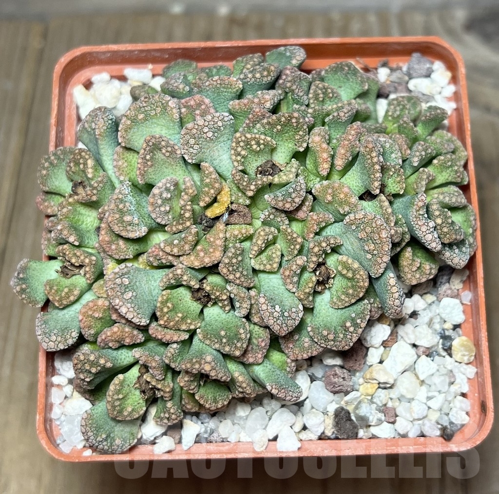 SHPR23434 Titanopsis calcarea - Image 2