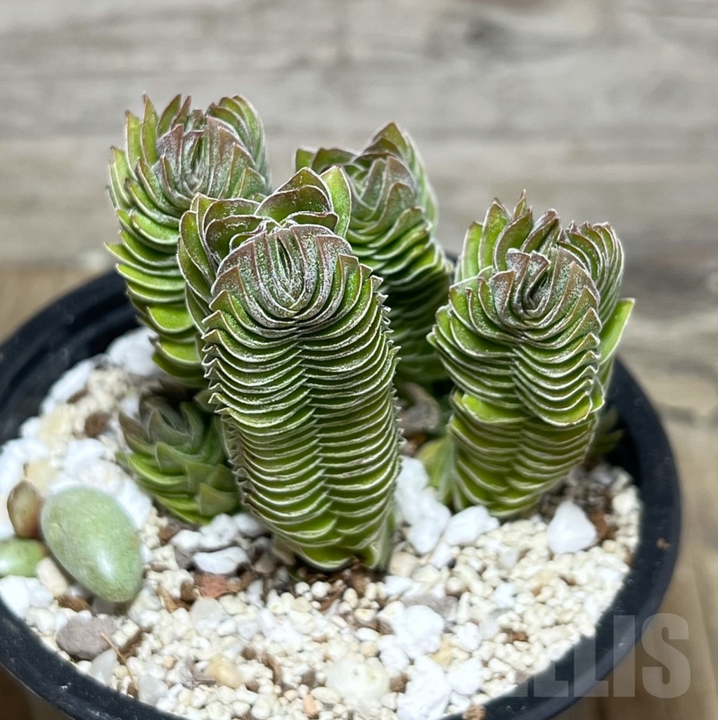 SHPR23435 Crassula 'Buddha's Temple'