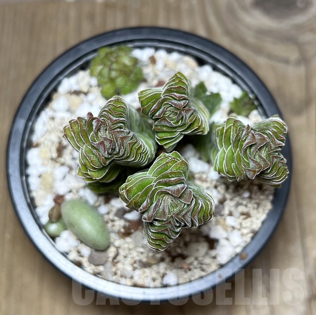 SHPR23435 Crassula 'Buddha's Temple' - immagine 2