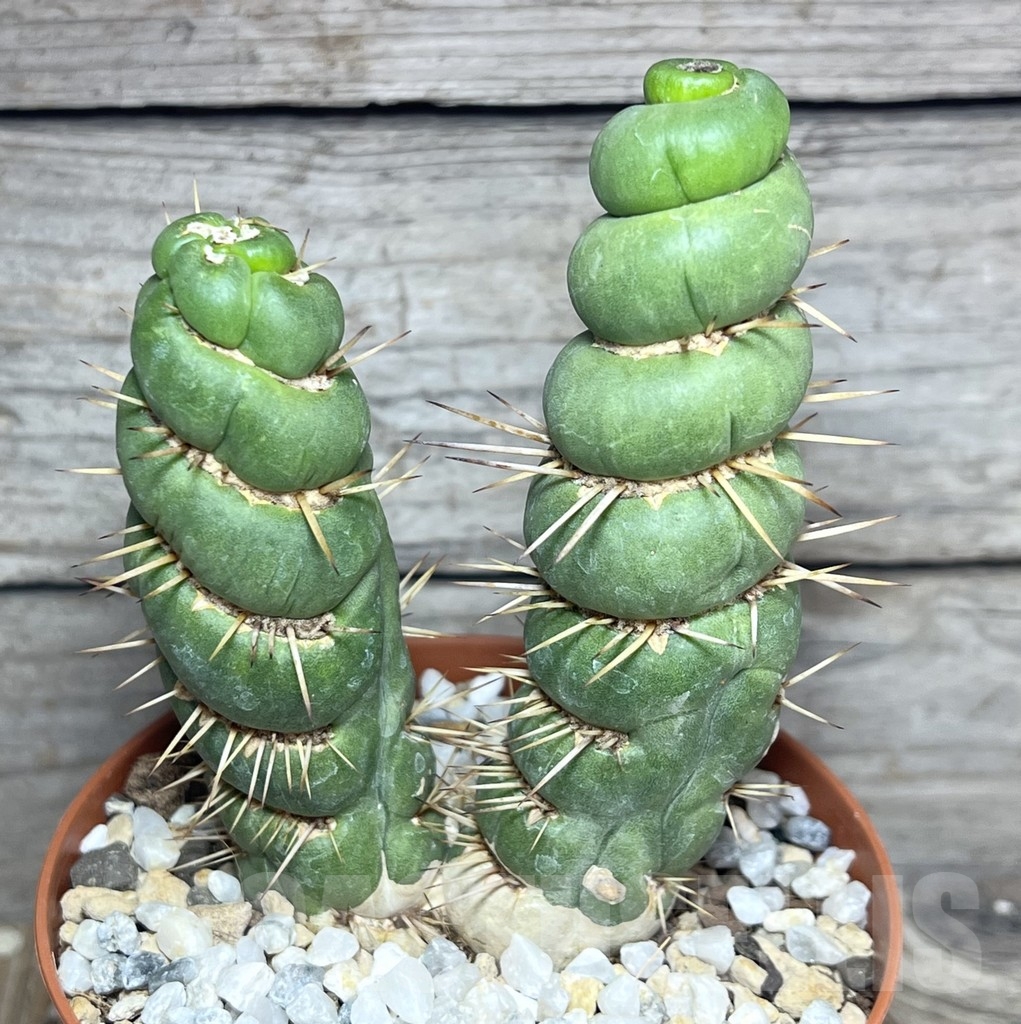 SHPR23526 Eulychnia castanea ‘spiralis’