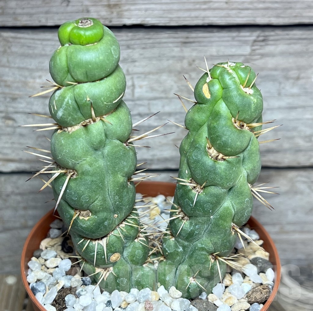 SHPR23526 Eulychnia castanea ‘spiralis’ - Зображення 2