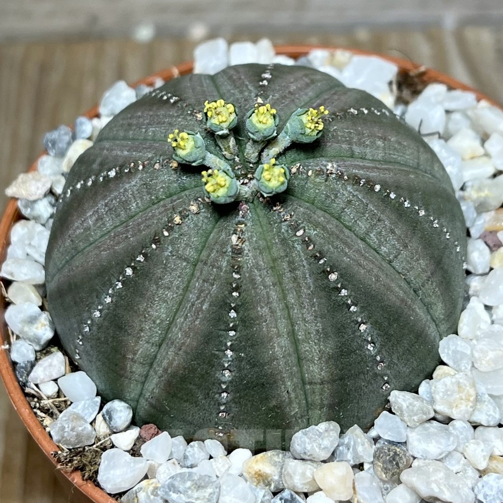 SET63 Euphorbia obesa ♀ ♂, 2 plants