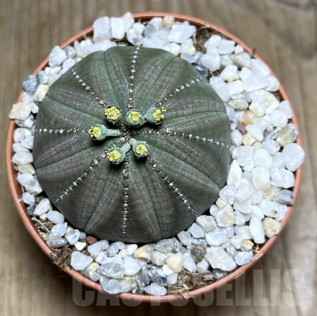SET63 Euphorbia obesa ♀ ♂, 2 plants - Зображення 2