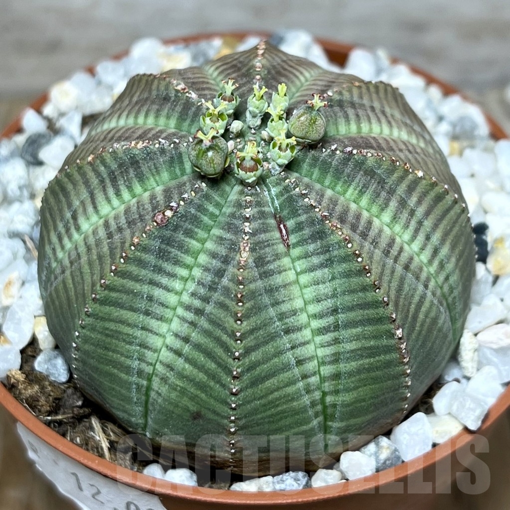 SET63 Euphorbia obesa ♀ ♂, 2 plants - Зображення 3