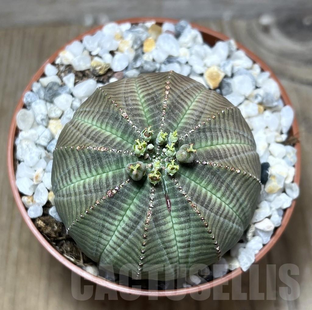 SET63 Euphorbia obesa ♀ ♂, 2 plants - Зображення 4