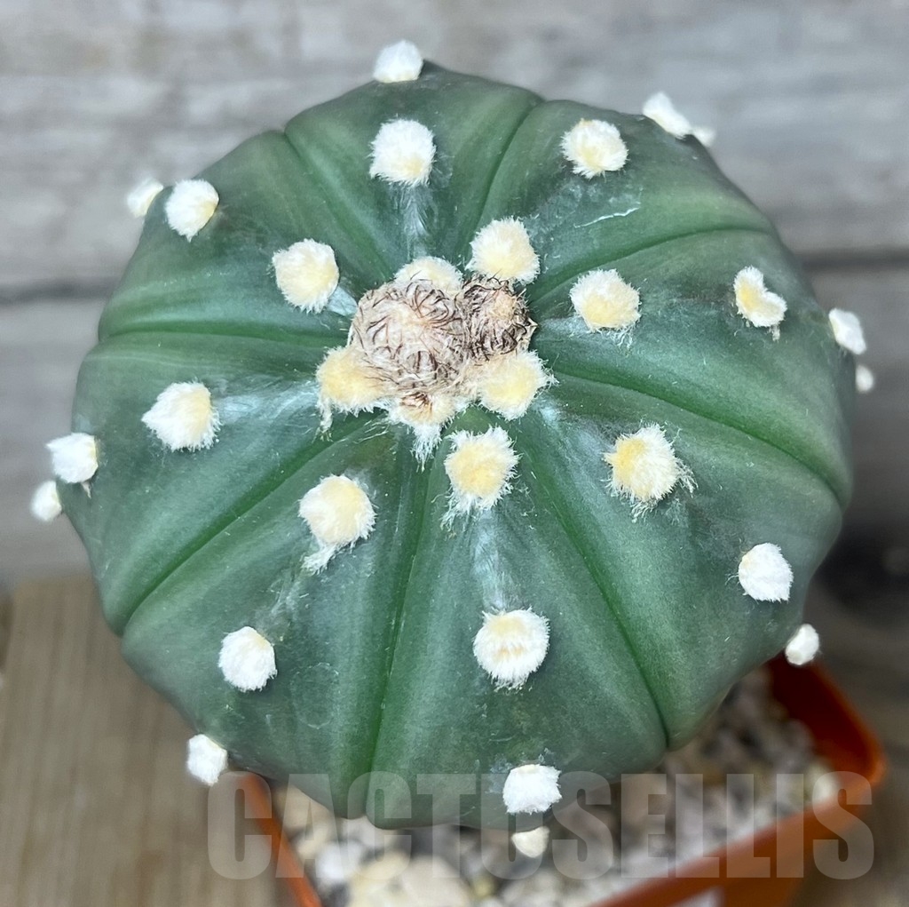 SHPR23536 Astrophytum asterias ‘Akabana’, grafted