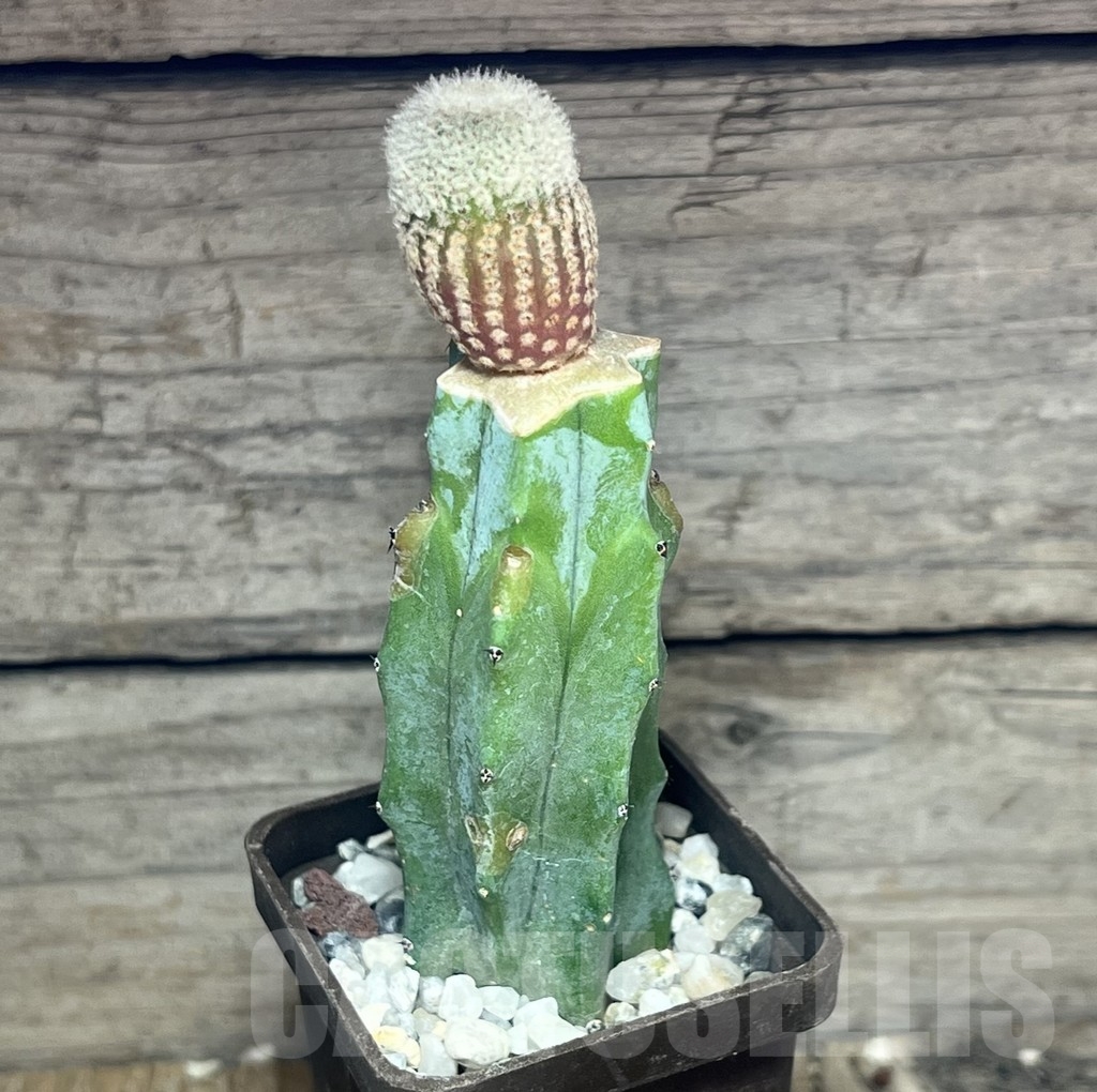 SHPR23540 Yavia cryptocarpa, grafted - Image 2