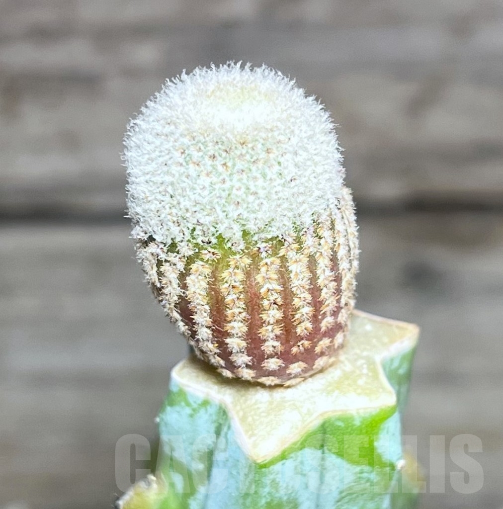 SHPR23540 Yavia cryptocarpa, grafted