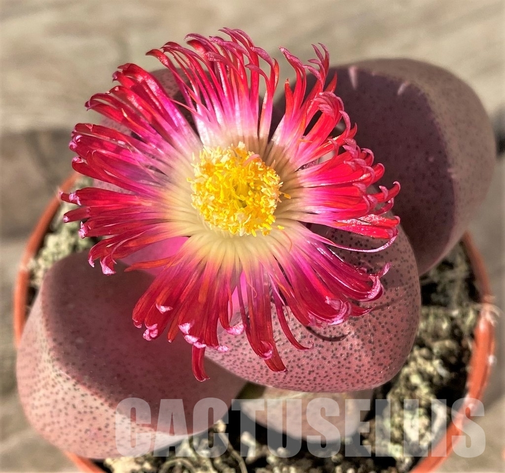SHPR23780 Pleiospilos nelii rubra