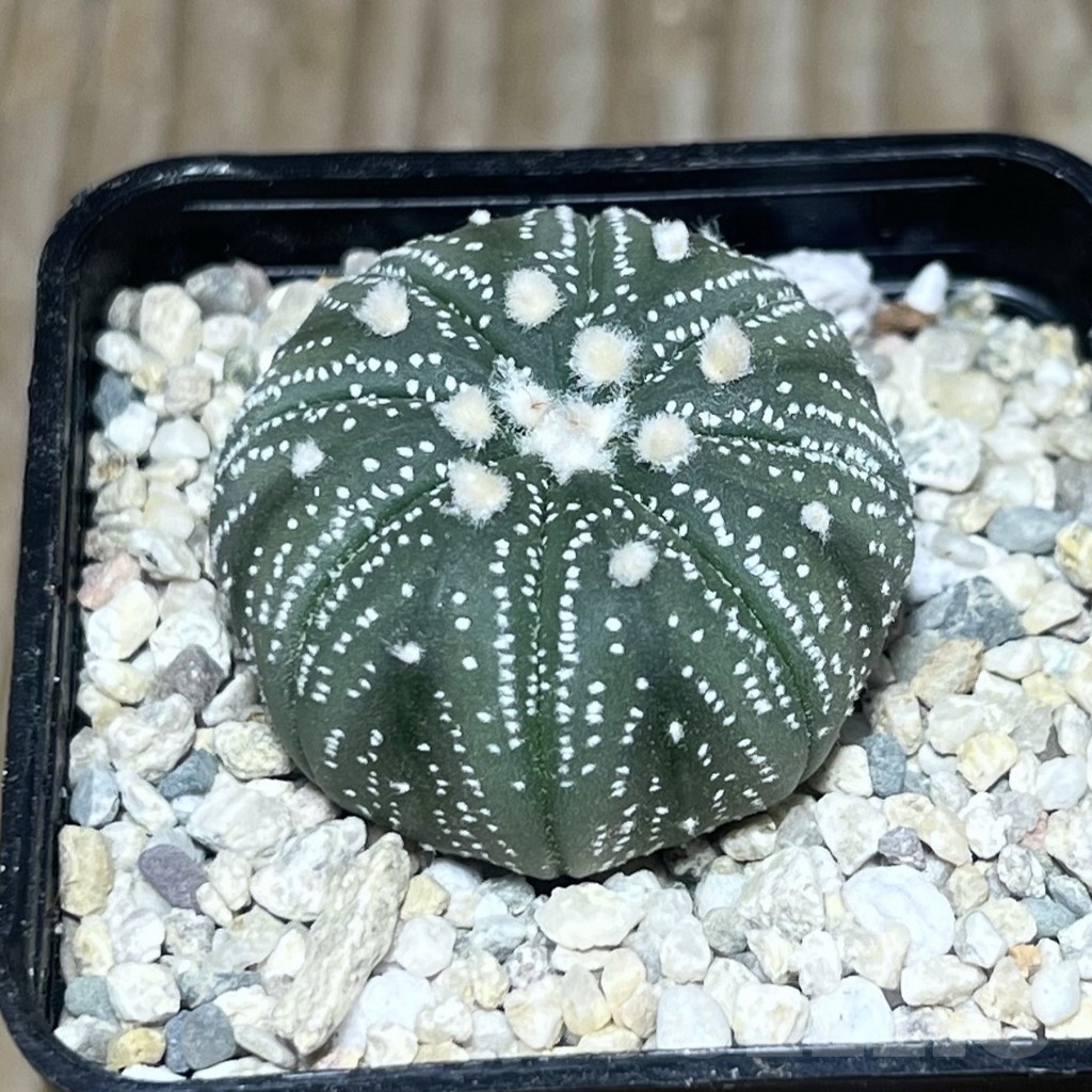 SHPR23555 Astrophytum asterias 'Red flower'?, seedling