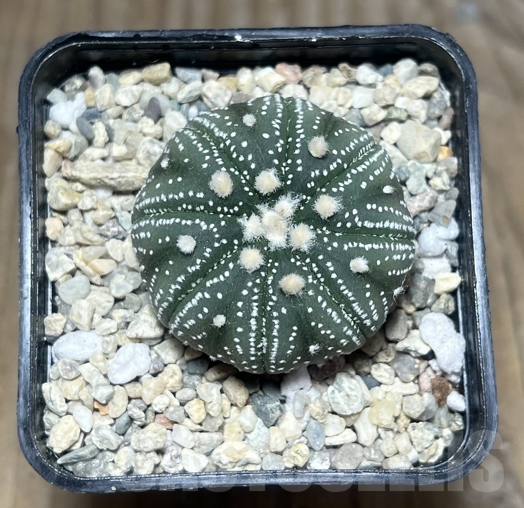 SHPR23555 Astrophytum asterias 'Red flower'?, seedling - Image 2