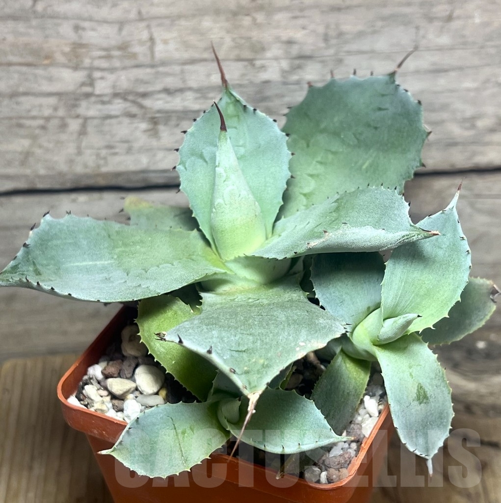 SHPR23559 Agave potatorum f. compacta