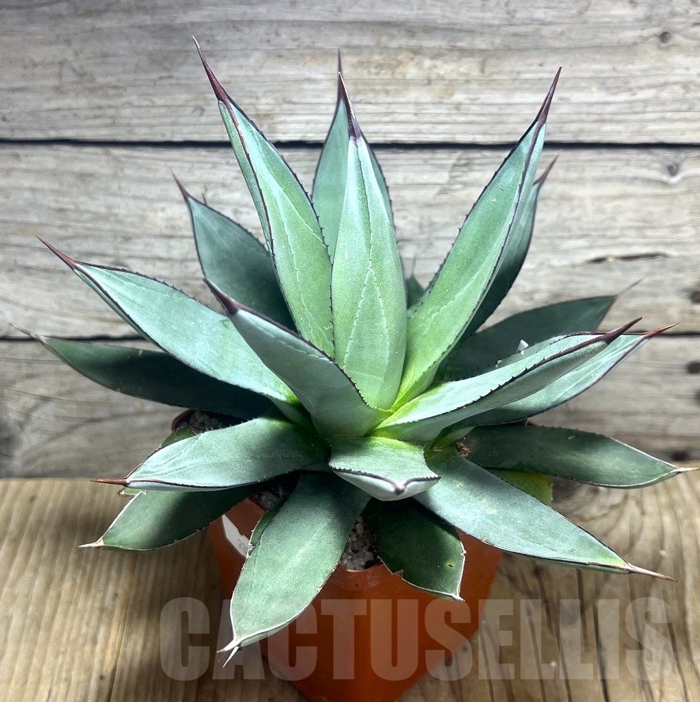 SHPR23560 Agave ‘Blue Ember’