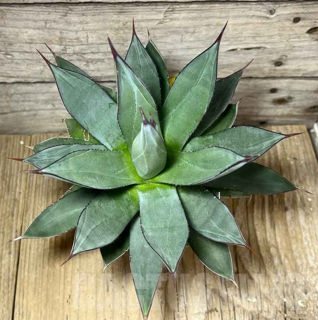 SHPR23560 Agave ‘Blue Ember’ - Image 2