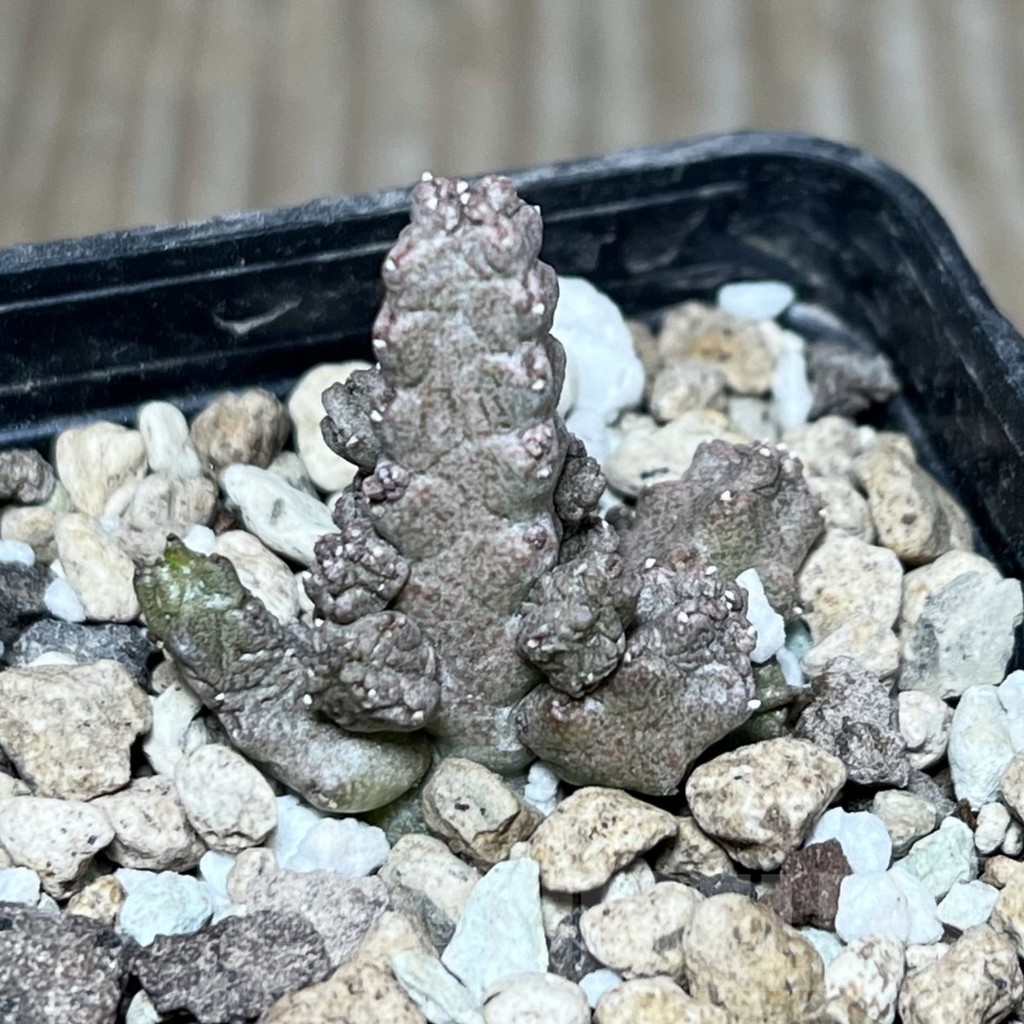 SHPR23618 Pseudolithos mccoyi