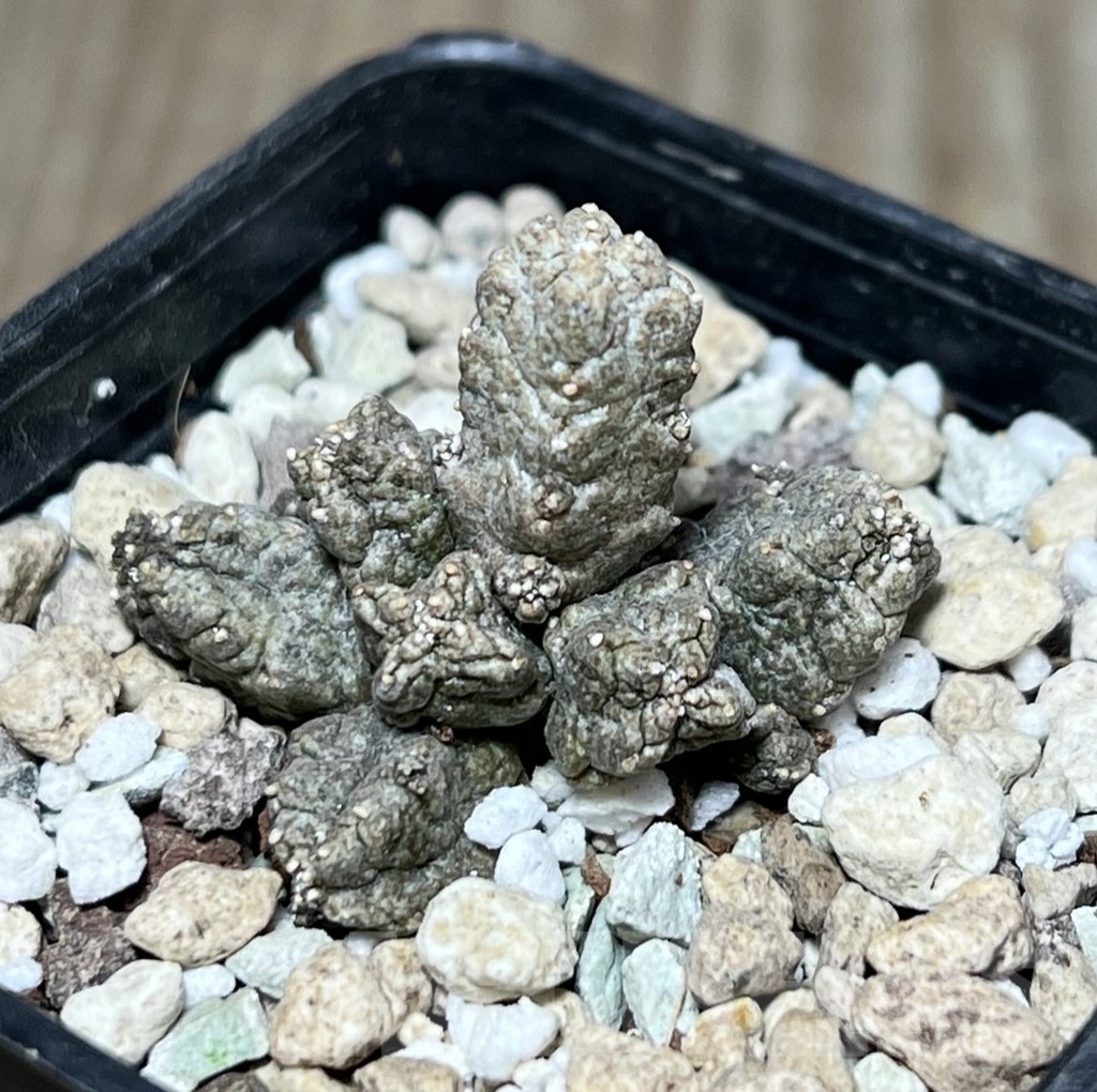 SHPR23619 Pseudolithos mccoyi
