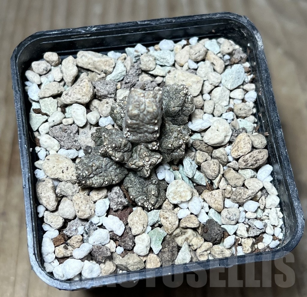 SHPR23619 Pseudolithos mccoyi - Image 2