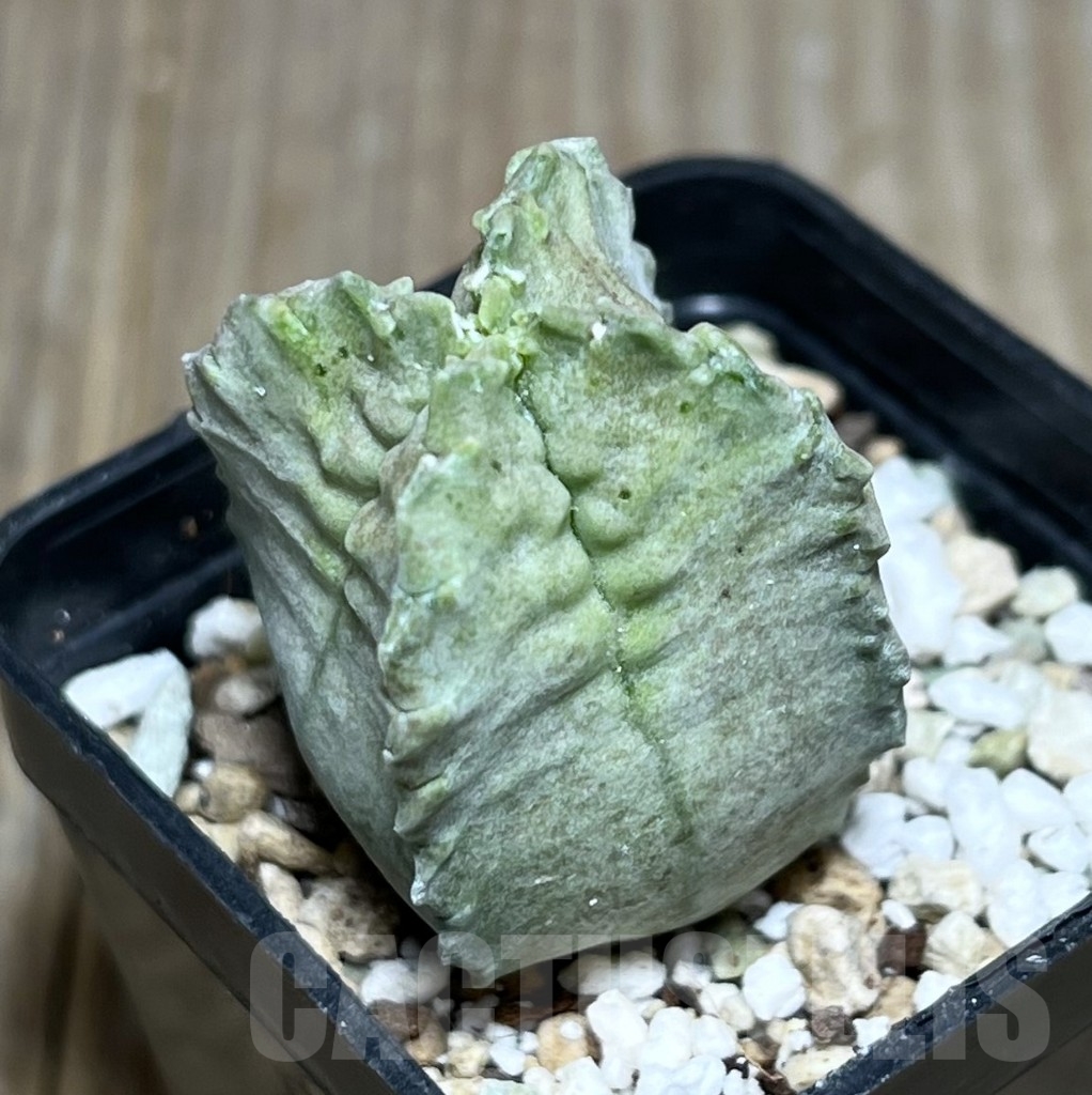 SHPR23620 Whitesloanea crassa