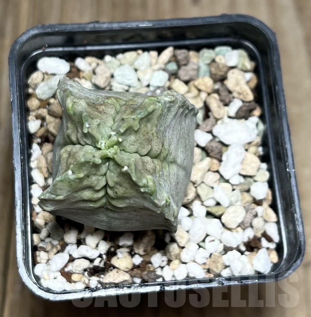 SHPR23620 Whitesloanea crassa - Image 2