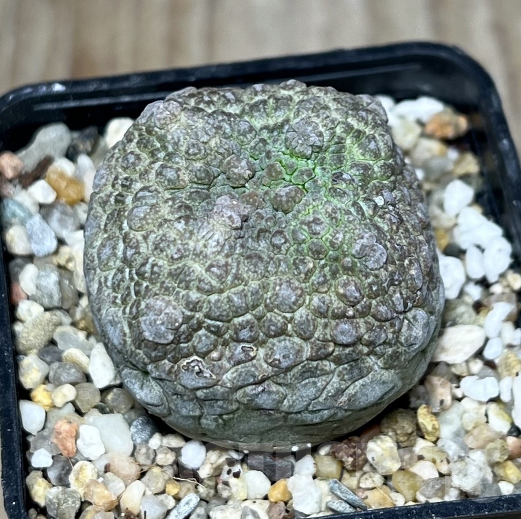 SHPR23622 Pseudolithos cubiformis