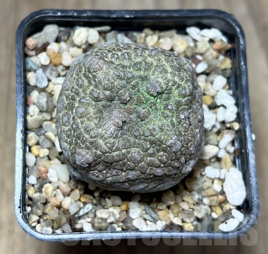 SHPR23622 Pseudolithos cubiformis - Image 2