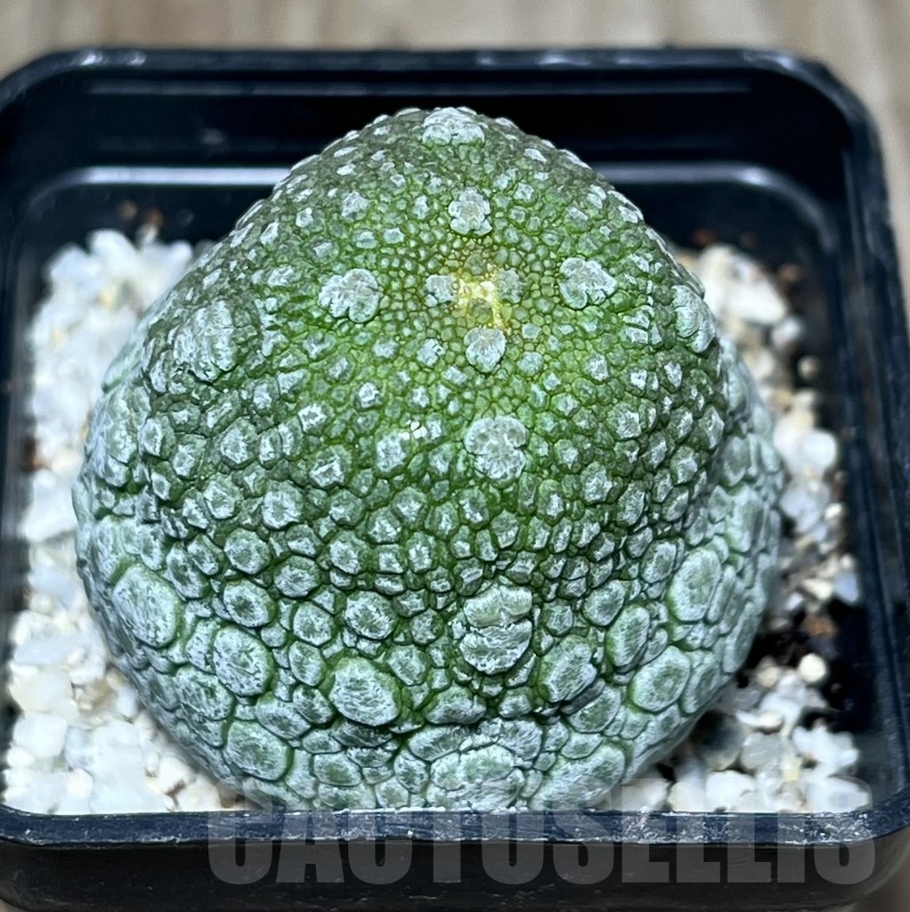SHPR23623 Pseudolithos migiurtinus