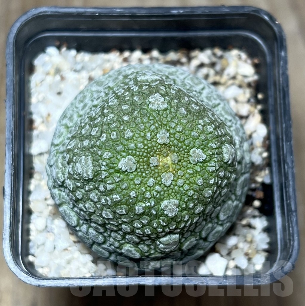 SHPR23623 Pseudolithos migiurtinus - Image 2