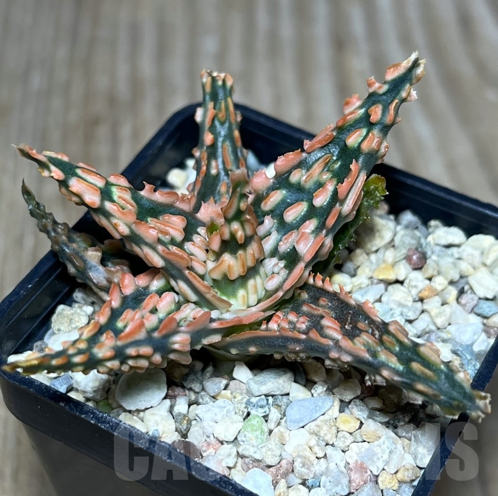 SHPR23625 Aloe TCT hybrid