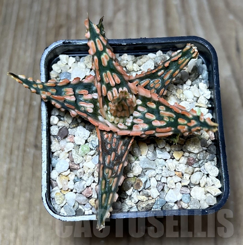 SHPR23625 Aloe TCT hybrid - Image 2