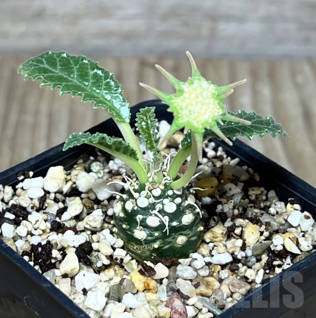 SHPR23630 Dorstenia sp. ‘Lav 23877’